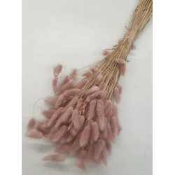 LAGURUS OVATUS OLD PINK +/-100GR BOPP/kraft Small packaging