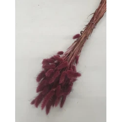 LAGURUS OVATUS PRUNE +/-100GR BOPP/kraft Small packaging