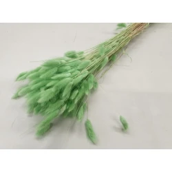 LAGURUS OVATUS PISTACHE GREEN +/-50GR BOPP/kraft Small packaging