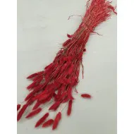 LAGURUS OVATUS ROOD +/-100GR