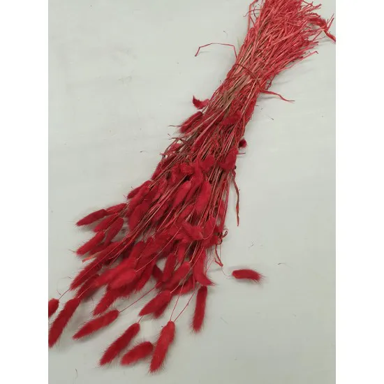 LAGURUS OVATUS ROOD +/-100GR