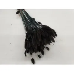 LAGURUS OVATUS BLACK +/-100GR