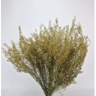 LEPIDIUM ATRAXA NATUREL BOPP/kraft emballage hobby