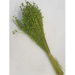 LINUM (FLAX) LIME GREEN +/-50GR BOPP/kraft Small packaging