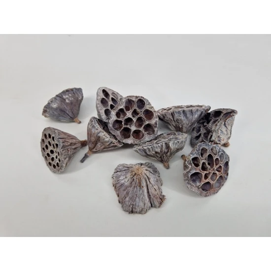 LOTUS MEDIUM WHITE WASH 10PCS