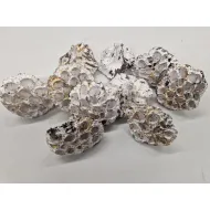 LOTUS MEDIUM WHITE WASH / TOUCH OF GOLD 50ST