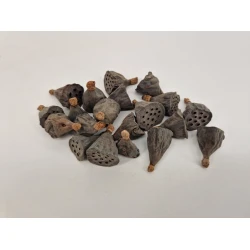 LOTUS MINI NATURAL 100PCS