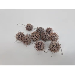 LIQUIDAMBAR (AMBERBAUM) WHITE WASH +/-150GR