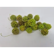 LIQUIDAMBAR LIME GREEN +/-40GR