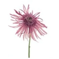 MUM SPRAY ROZE 61CM   