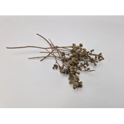 MUSHROOM GUM BRANCH NATURAL 50PCS
