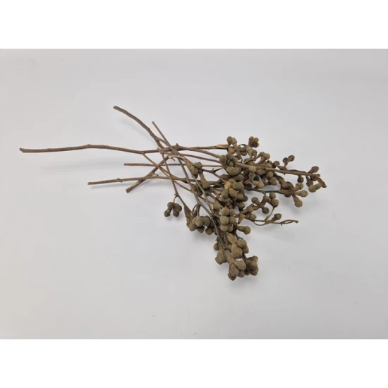 MUSHROOM GUM BRANCH NATURAL 50PCS