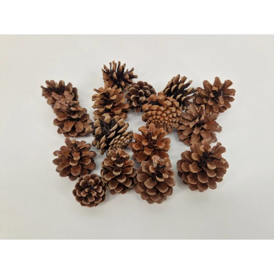 AUSTRIACA HEADS (PINUS NINGRA) NATURAL +/-200GR