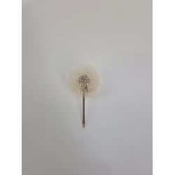 DANDELION 3.5-4.5CM NATURAL 1PC