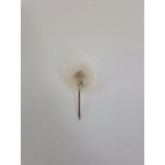 DANDELION 3.5-4.5CM NATURAL 1PC