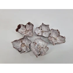 PALM CUP WHITE WASH 5PCS