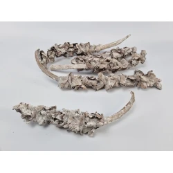 PALM FEMALE (PHOENIX DACTYLIFERA) 25-40CM WHITE WASH 5ST