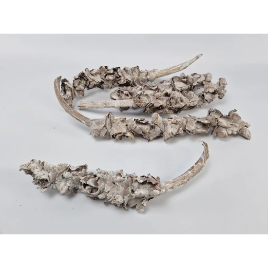 PALM FEMALE (PHOENIX DACTYLIFERA) 25-40CM WHITE WASH 5PCS