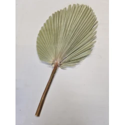 PALM KING SPEAR +/-60CM NATURAL