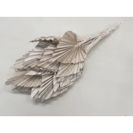 PALM SPEAR WHITE WASH 5ST BOPP/kraft hobbyverpakking