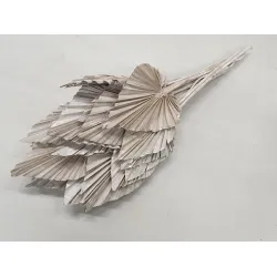 PALM SPEAR WHITE WASH 5PCS BOPP/kraft Small packaging