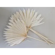 PALM SUN GEBLEEKT 5ST BOPP/kraft hobbyverpakking