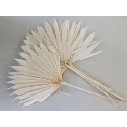 PALM SUN BLEACHED 5PCS BOPP/kraft Small packaging