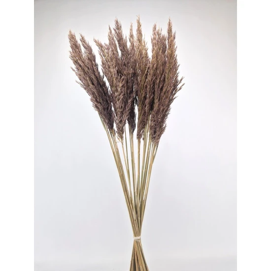 PAMPAS DONKER NATUREL