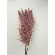 PAMPAS ROSE 150/160CM 1PC