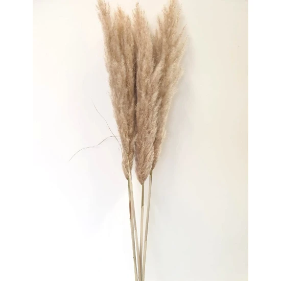 PAMPAS NATURAL 120/130 10PCS