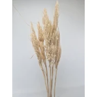 PAMPAS NATURAL +/-80CM 5PCS 1/2 BOPP/kraft Small packaging