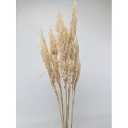 PAMPAS NATURAL +/-80CM 5PCS 1/2 BOPP/kraft Small packaging