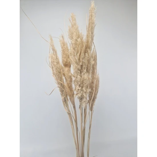 PAMPAS NATURAL +/-80CM 5PCS 1/2 BOPP/kraft Small packaging