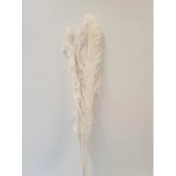 PAMPAS THAI BLEACHED 140CM 3PCS