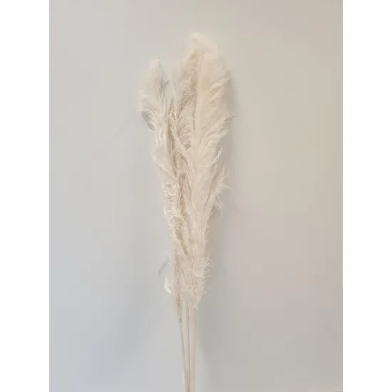 PAMPAS THAI BLANCHI 140CM 3PCS