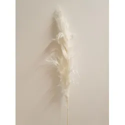 PAMPAS THAI BLEACHED 140CM 3PCS