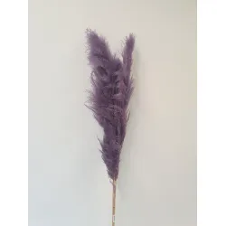 PAMPAS THAI LILAC 140CM 3PCS