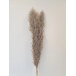 PAMPAS THAI NATURAL 140CM 3PCS