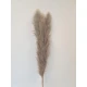 PAMPAS THAI NATUREL 140CM 3ST