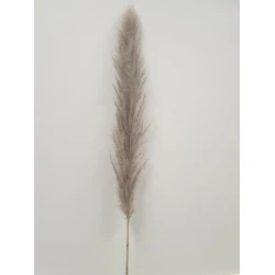 PAMPAS THAI NATURAL 140CM 3PCS
