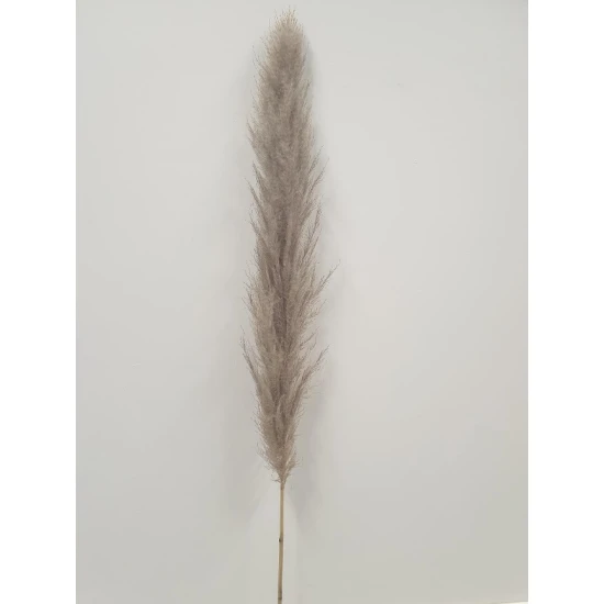 PAMPAS THAI NATUREL 140CM 3ST