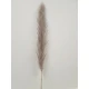 PAMPAS THAI NATUREL 140CM 3ST