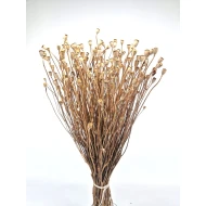 PAPAVER MINI NATUREL