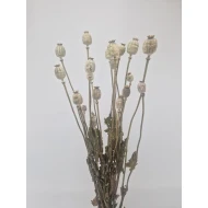 PAPAVER NATUREL 1/2 BOPP/kraft hobbyverpakking