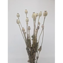 PAVÔT NATUREL 1/2 BOPP/kraft emballage hobby