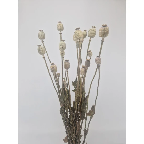 PAPAVER NATUREL 1/2 BOPP/kraft