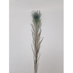 PAUWEVEER 80-100CM NATUREL 1ST