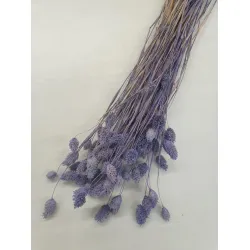 PHALARIS DARK LILAC +/-100GR