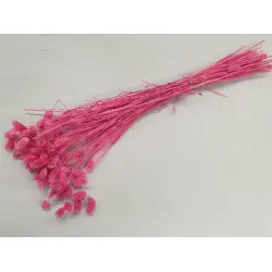 PHALARIS FUCHSIA +/-50GR BOPP/kraft emballage hobby