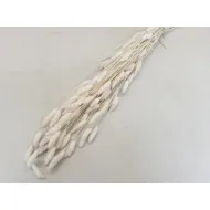 PHALARIS BLANCHI +/-50GR BOPP/kraft emballage hobby